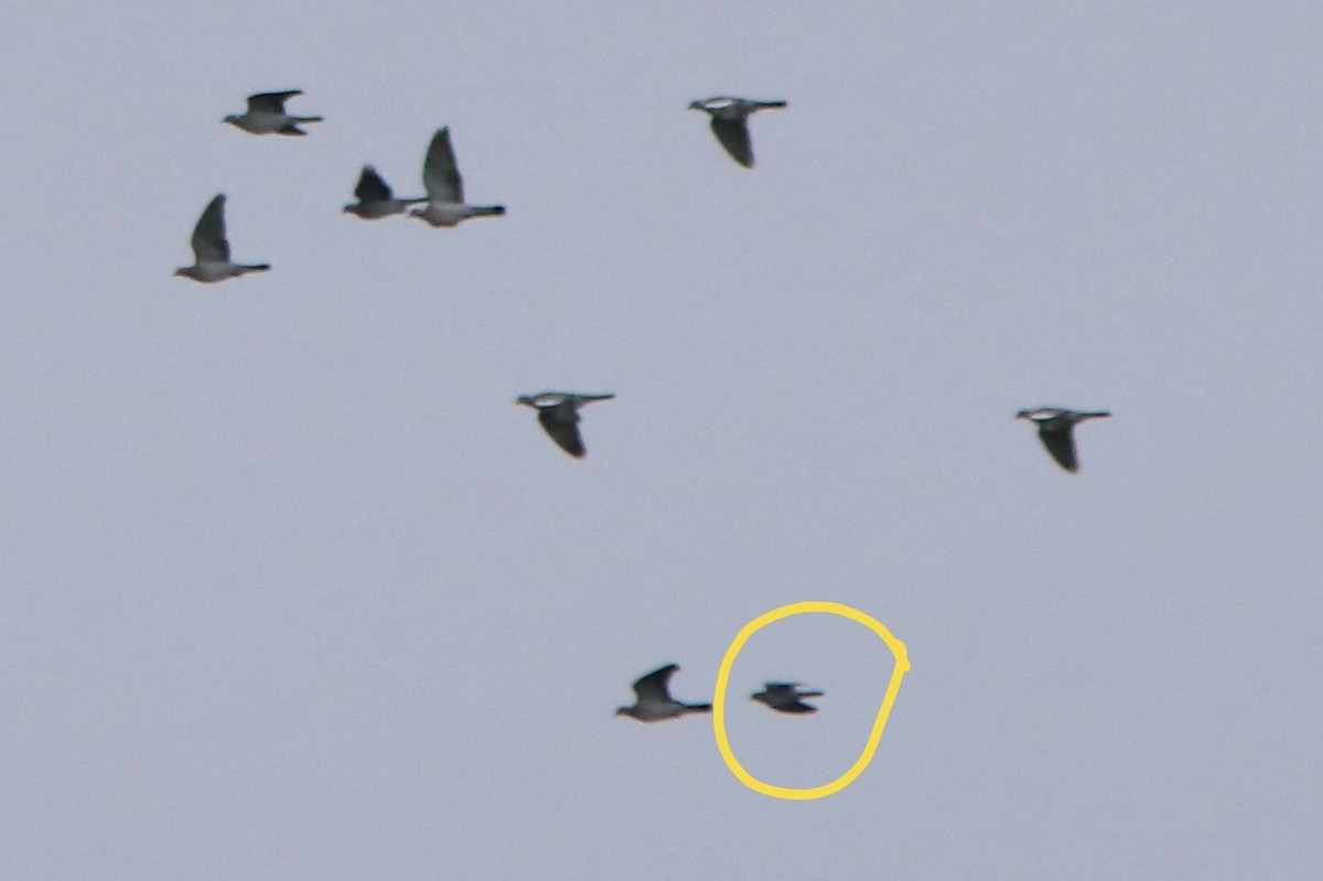 skogdue - ML644423878