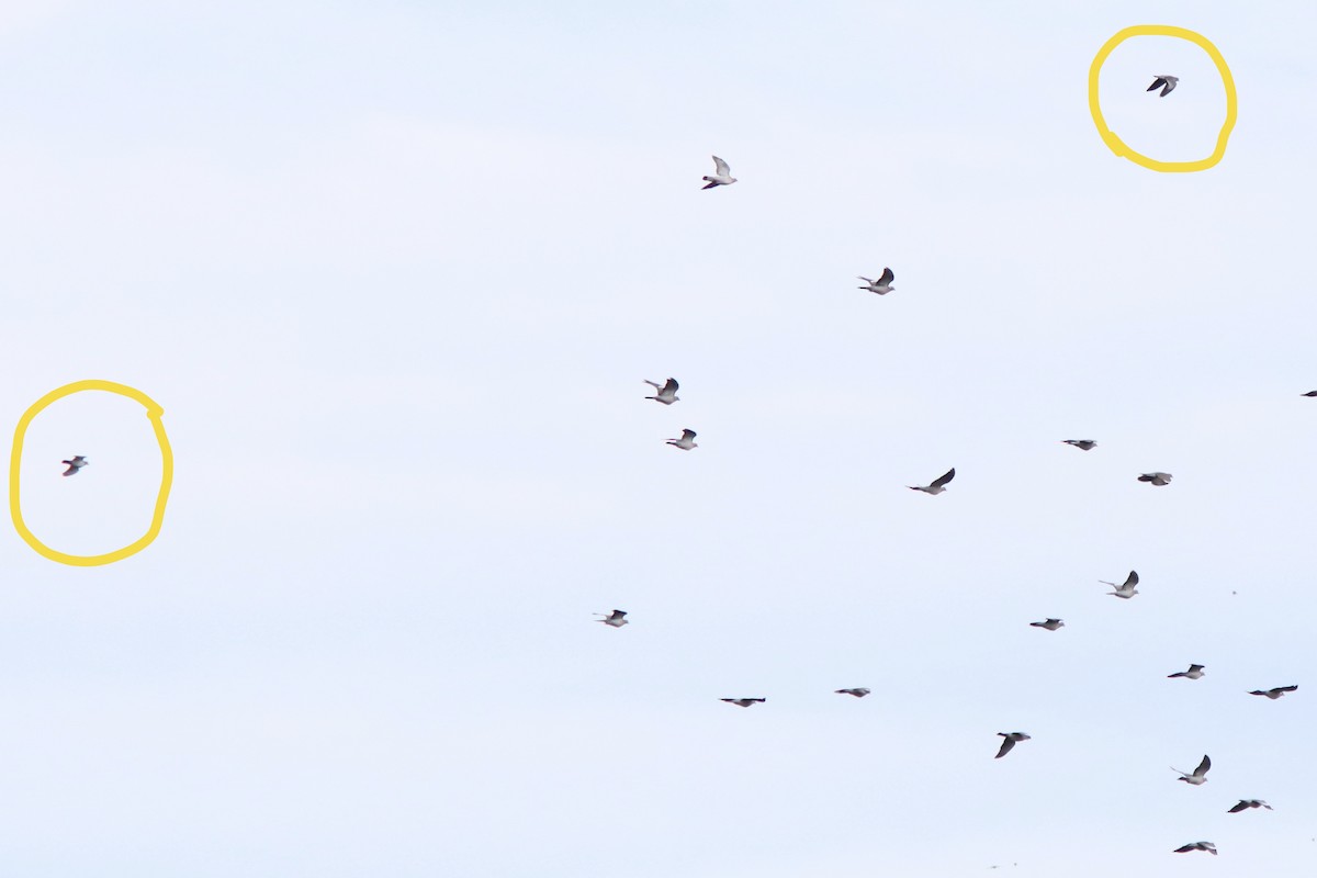 skogdue - ML644423879