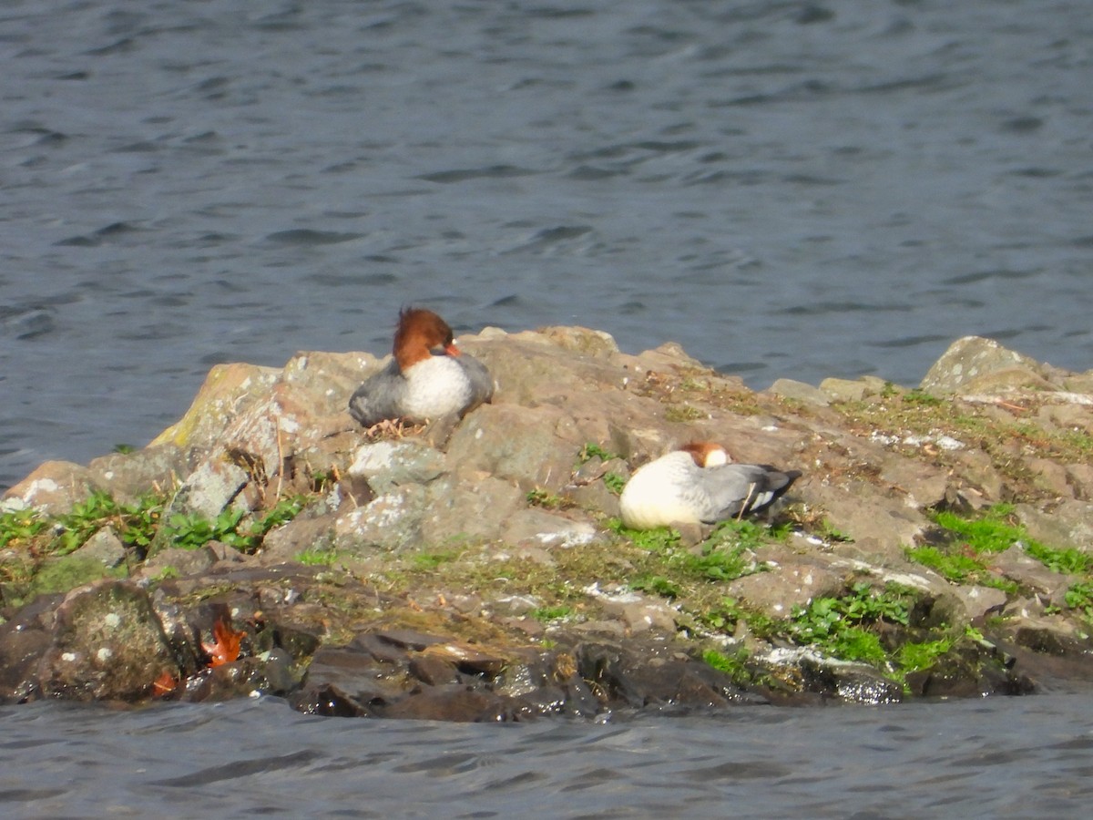 Smergo maggiore - ML644423881