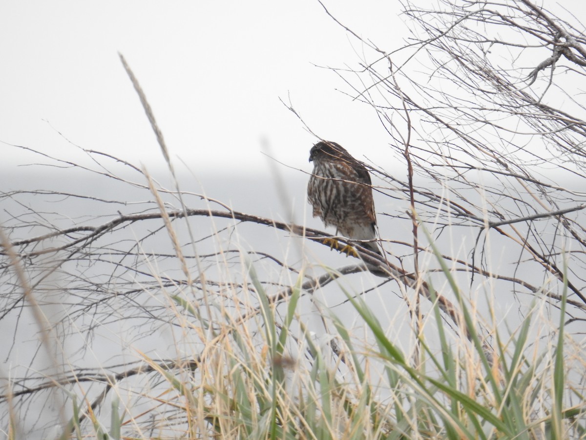 Sharp-shinned Hawk - ML644423882