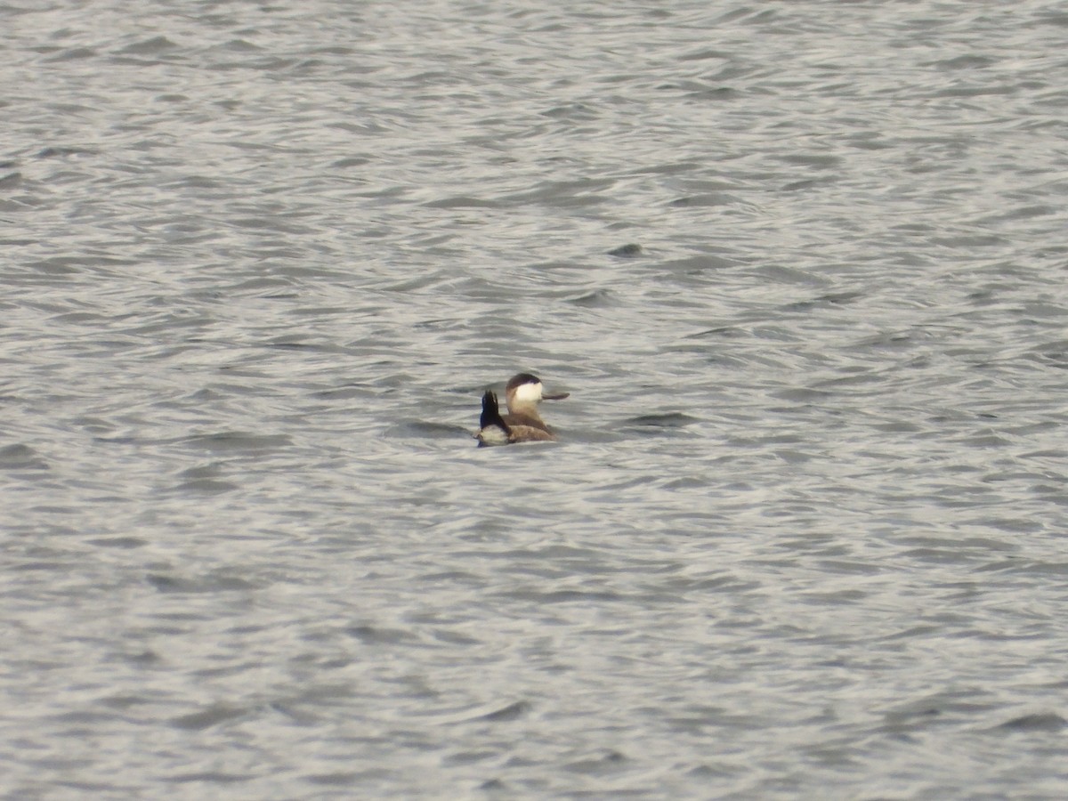 Gobbo della Giamaica - ML644423891