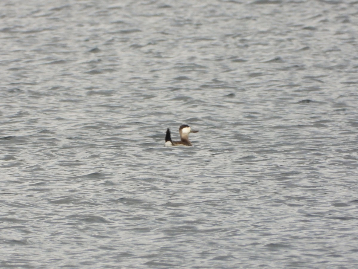 Gobbo della Giamaica - ML644423892