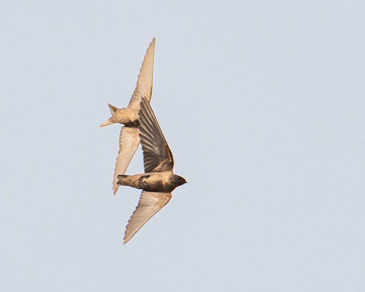 Dusky Crag-Martin - ML644423893