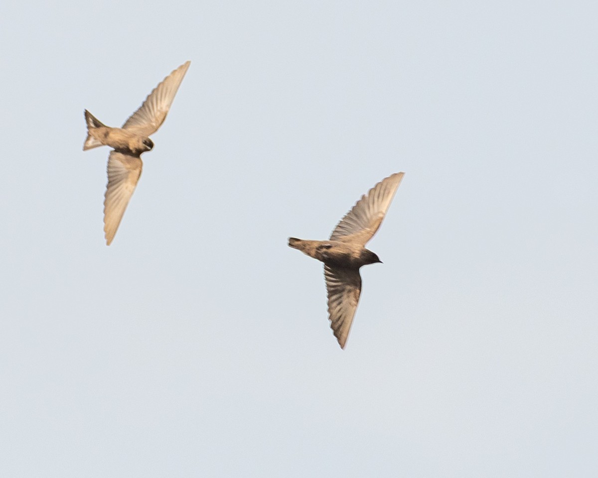 Dusky Crag-Martin - ML644423894