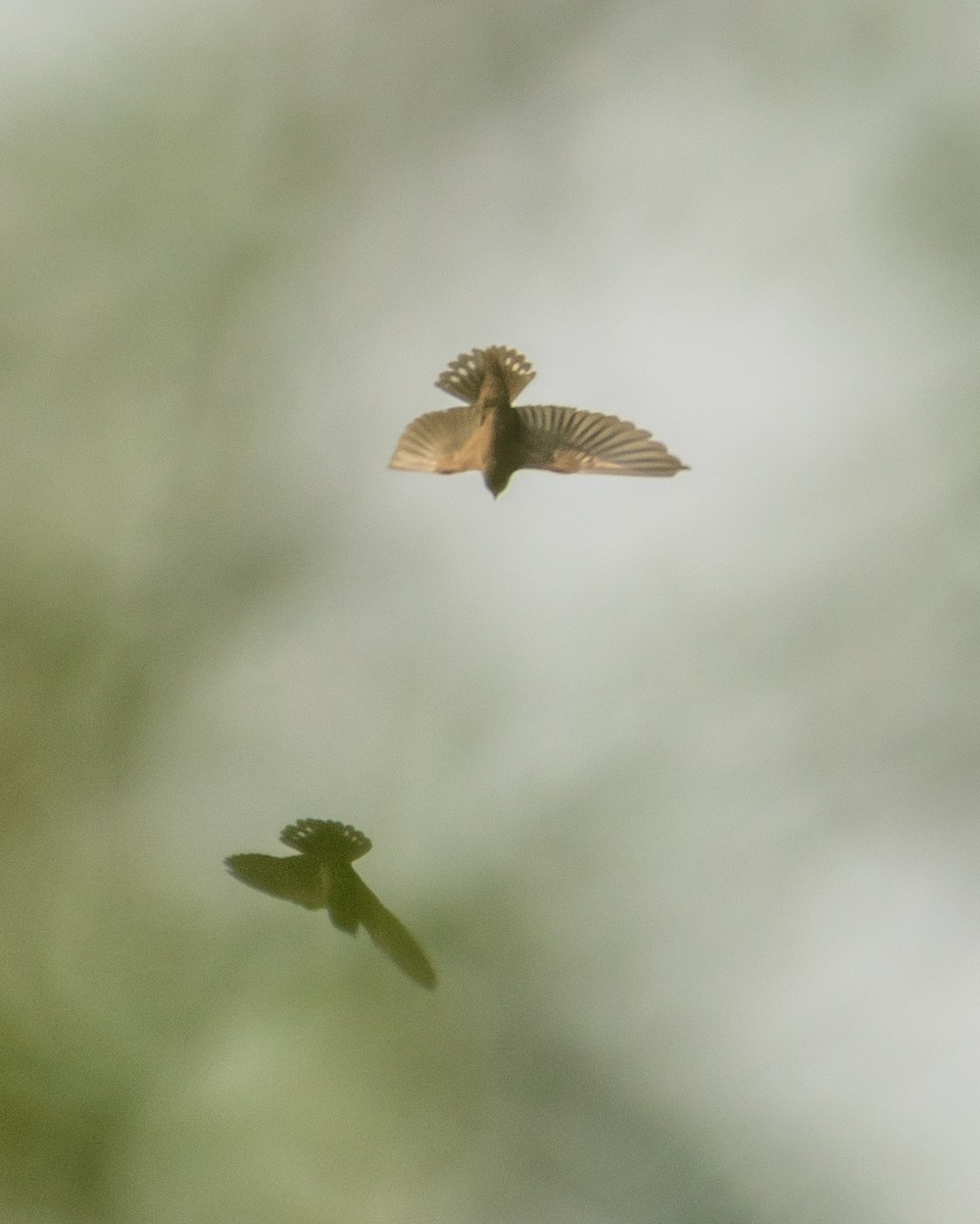 Dusky Crag-Martin - ML644423895