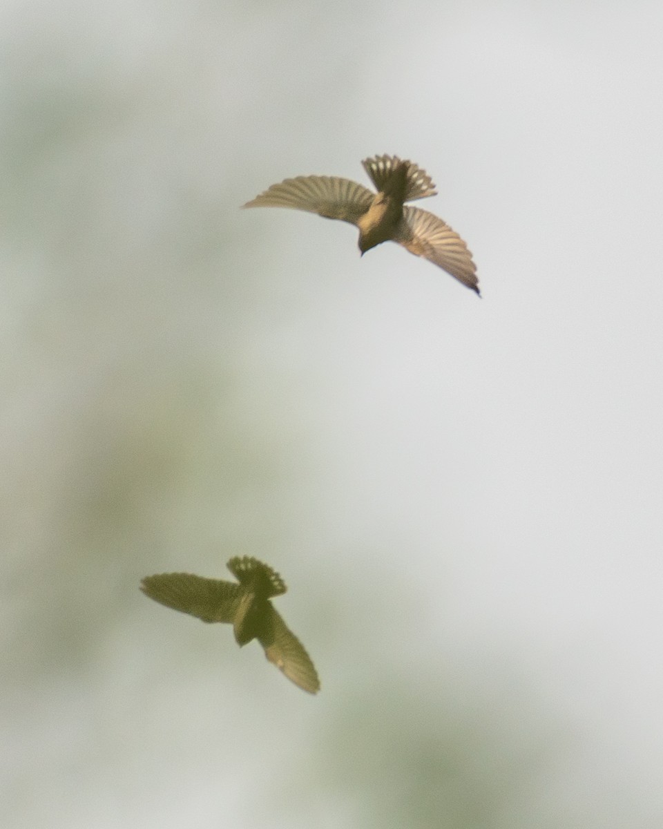 Dusky Crag-Martin - ML644423896