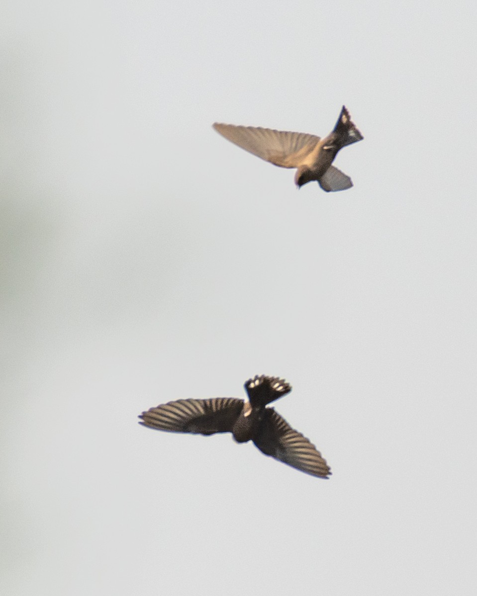 Dusky Crag-Martin - ML644423897
