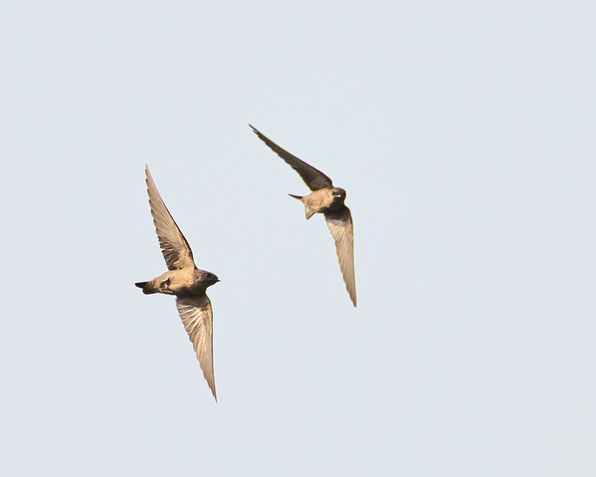 Dusky Crag-Martin - ML644423898