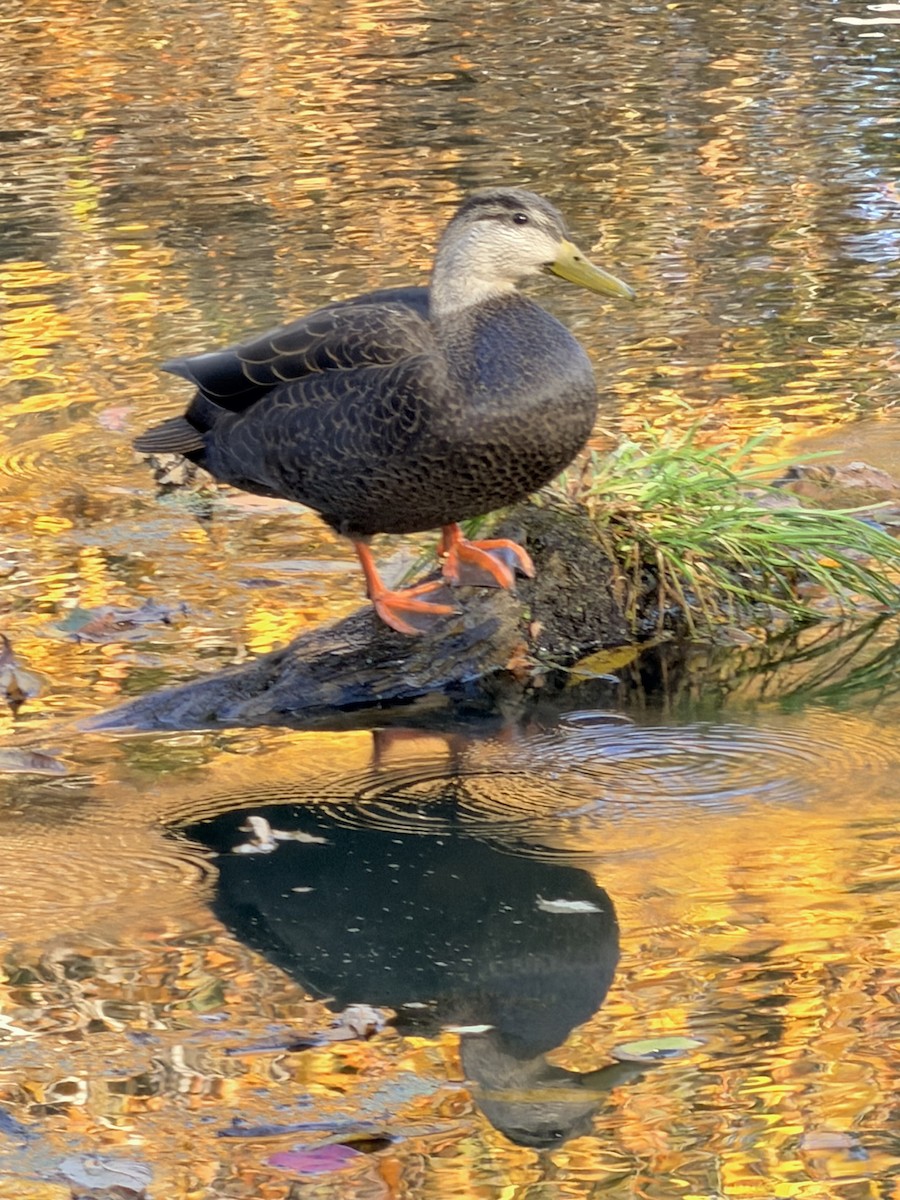 American Black Duck - ML644423899