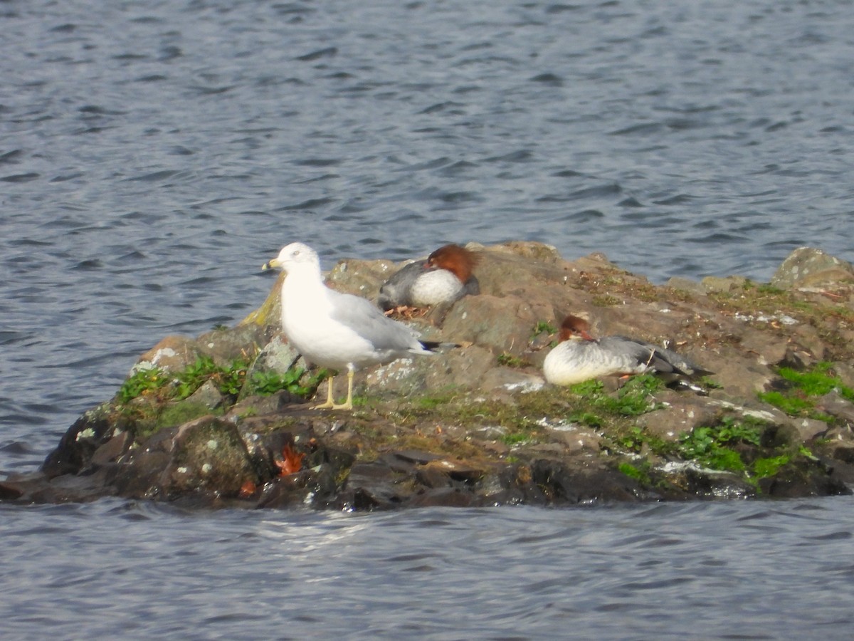 Gavina americana - ML644423900