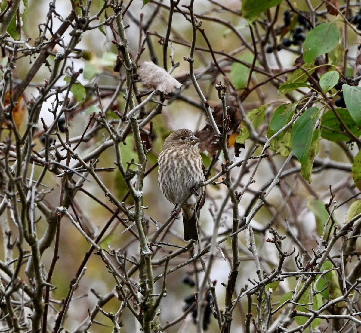House Finch - ML644423901