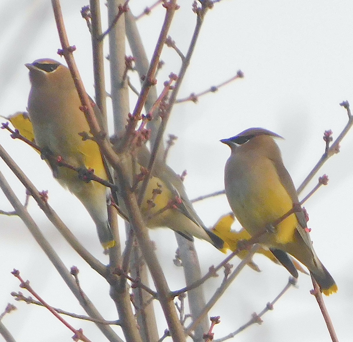 Cedar Waxwing - ML644423912