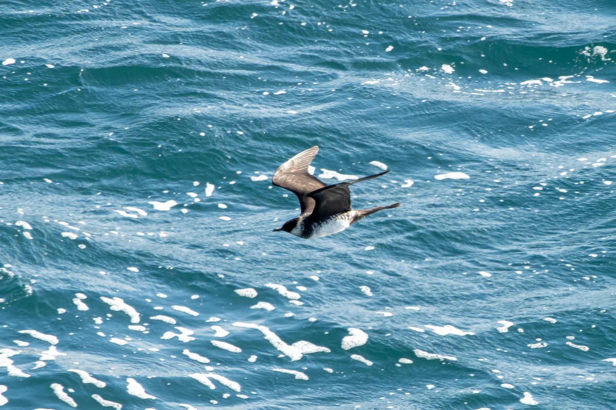 Labbe pomarin - ML644423913