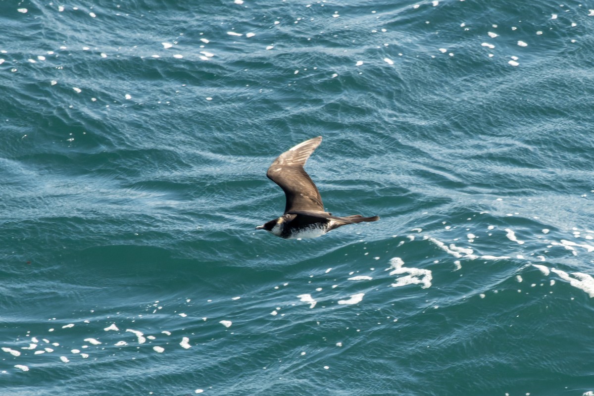 Labbe pomarin - ML644423914