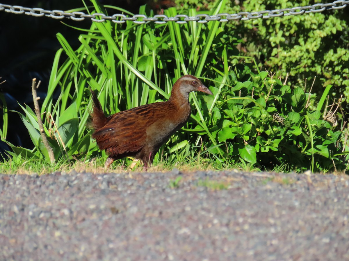 Уэка - ML644423931