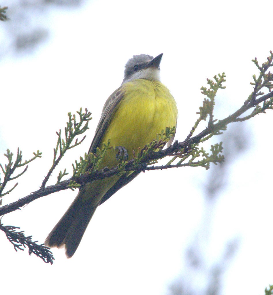Tropical Kingbird - ML644423932