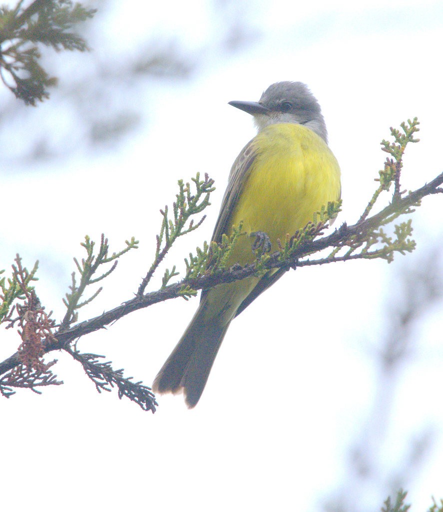 Tropical Kingbird - ML644423933