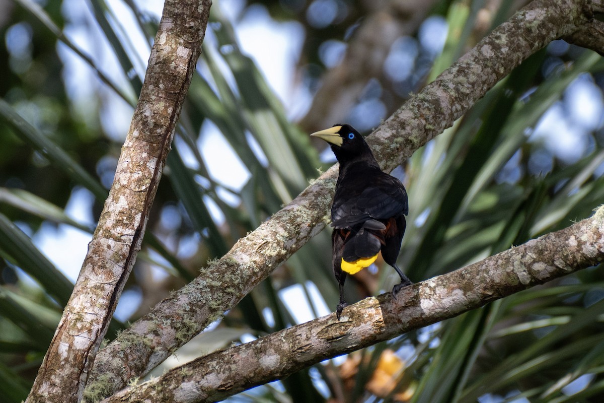 カンムリオオツリスドリ - ML644423939