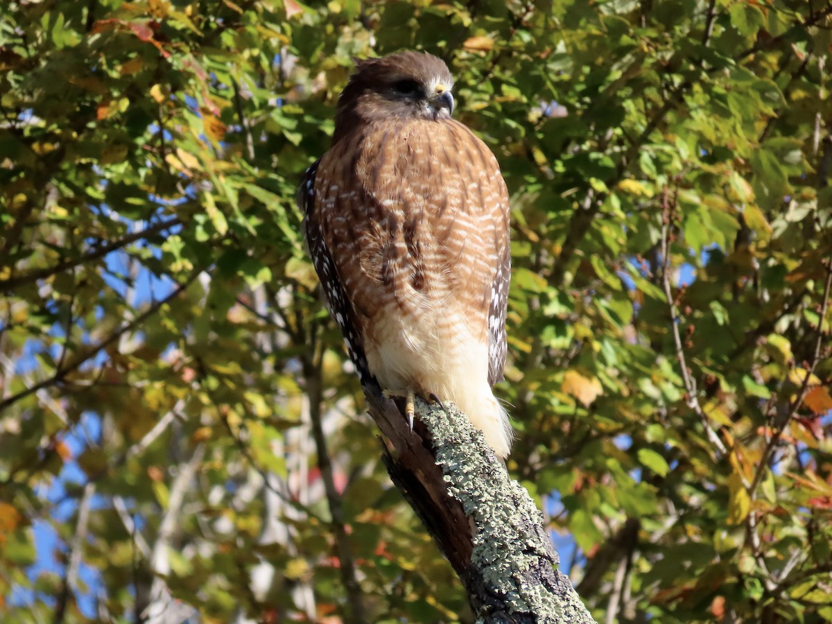 Red-shouldered Hawk - ML644423942