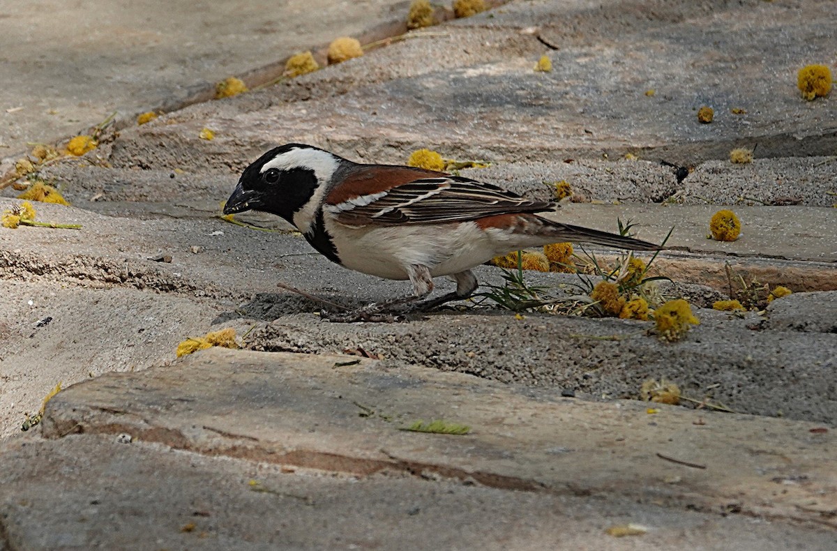 Cape Sparrow - ML644423945