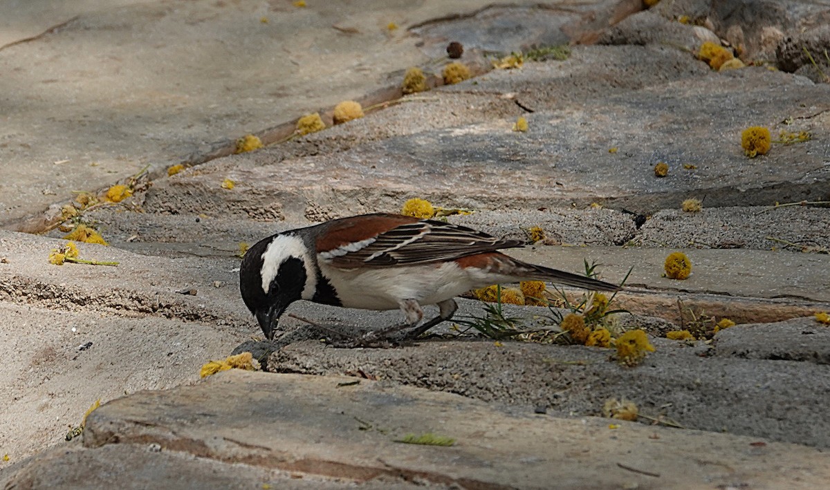 Cape Sparrow - ML644423946