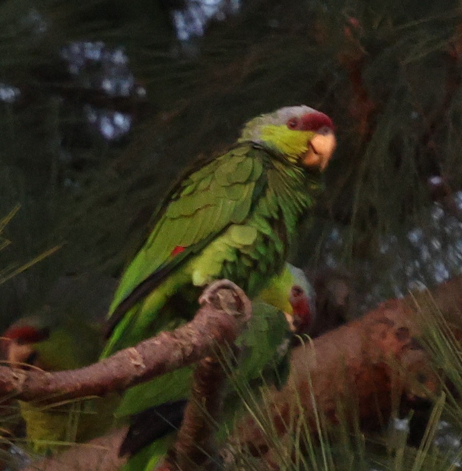 Lilac-crowned Amazon - ML644423956