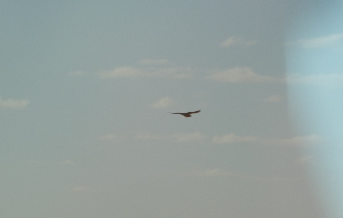 Brown Falcon - ML644423959