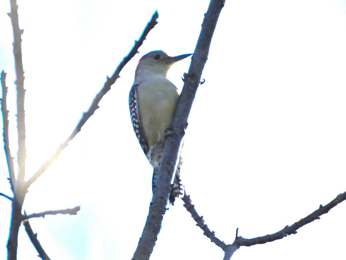 Red-bellied Woodpecker - ML644423964
