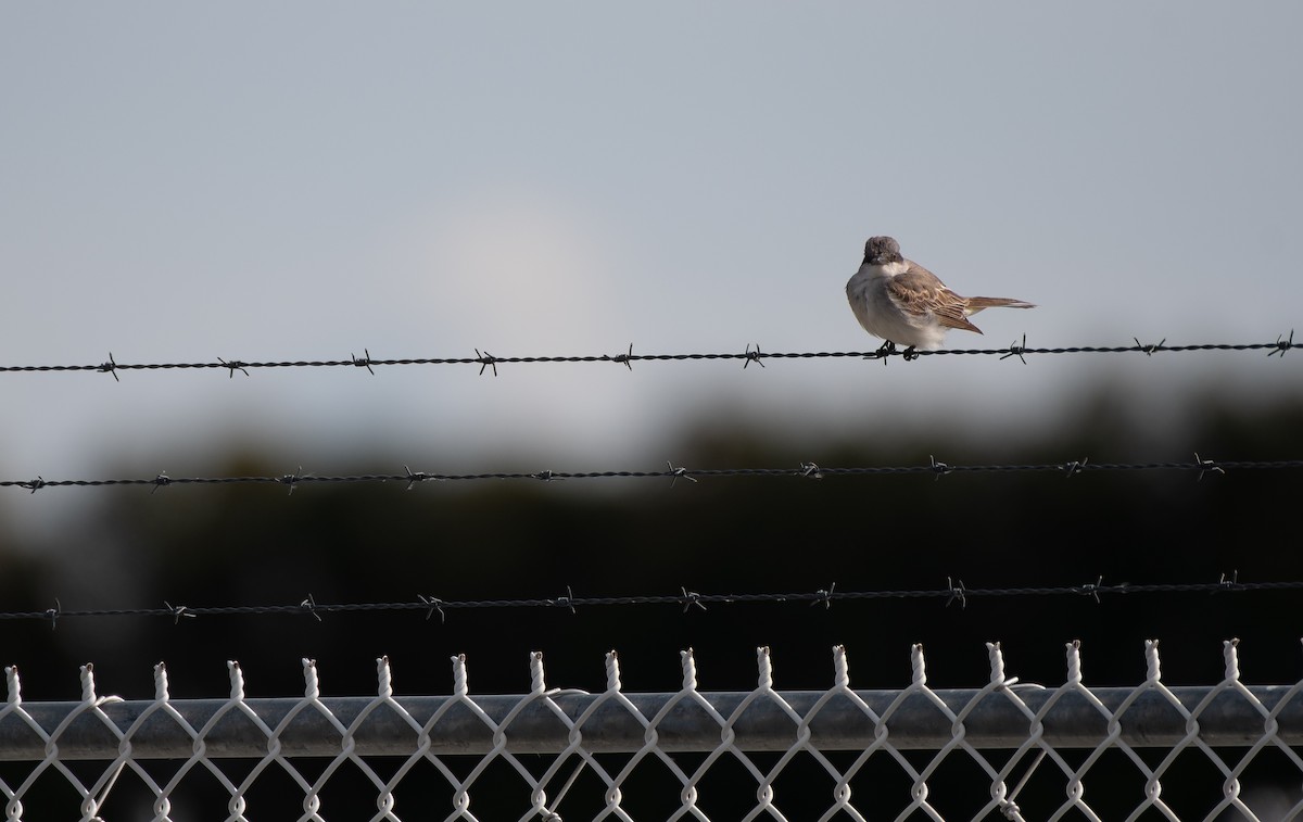 Gray Kingbird - ML644423967