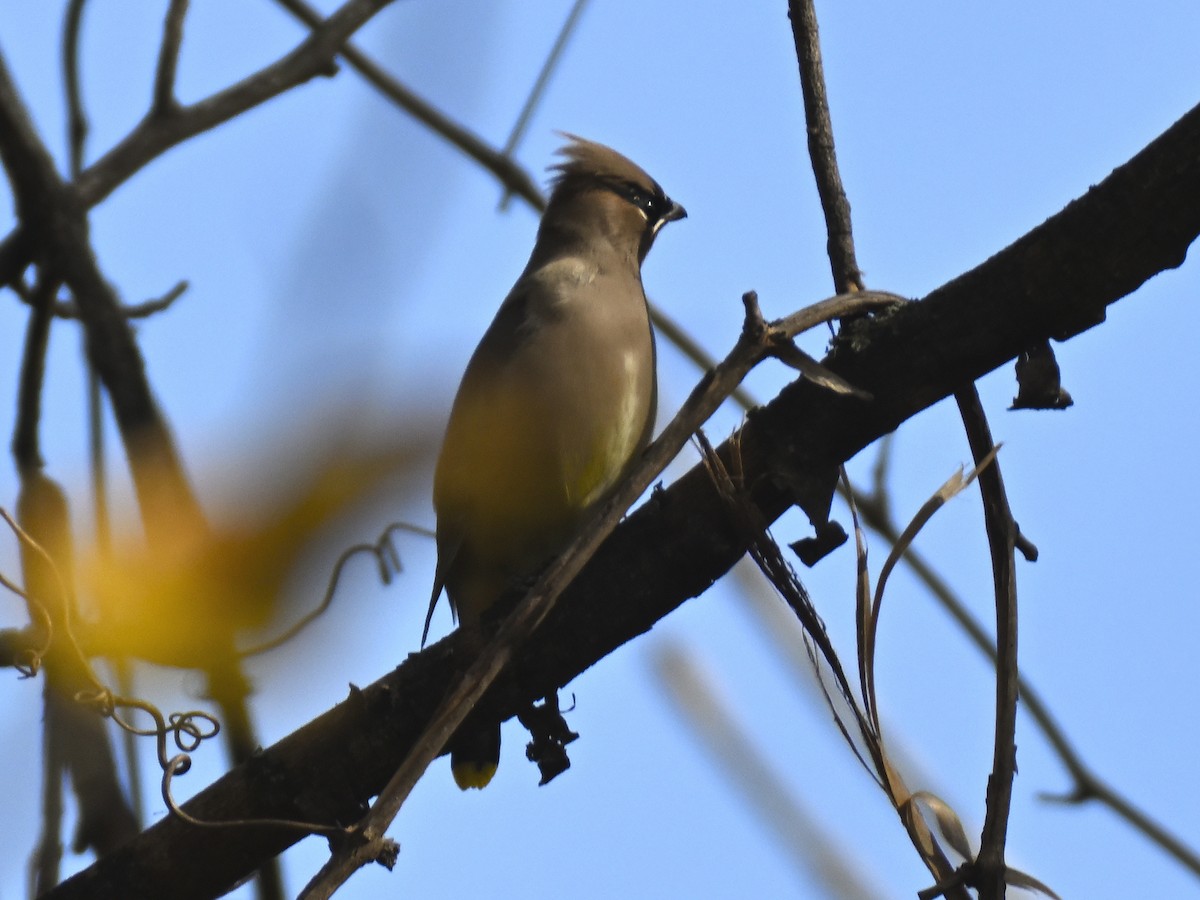 Cedar Waxwing - ML644423968