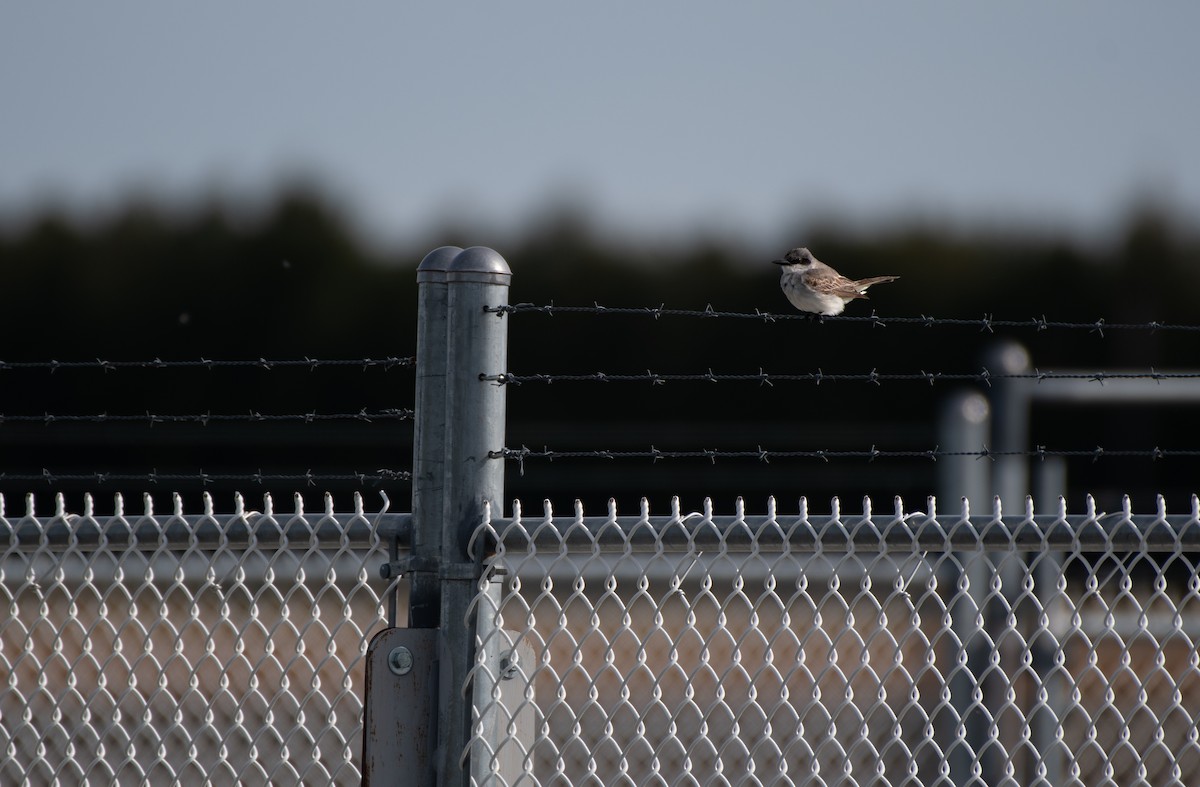 Gray Kingbird - ML644423972