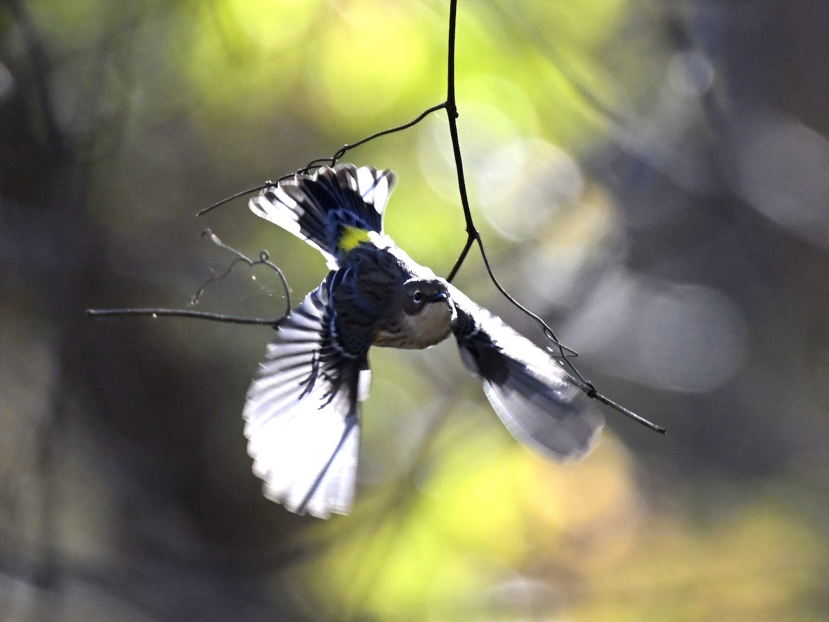 Taçlı Ötleğen - ML644423973