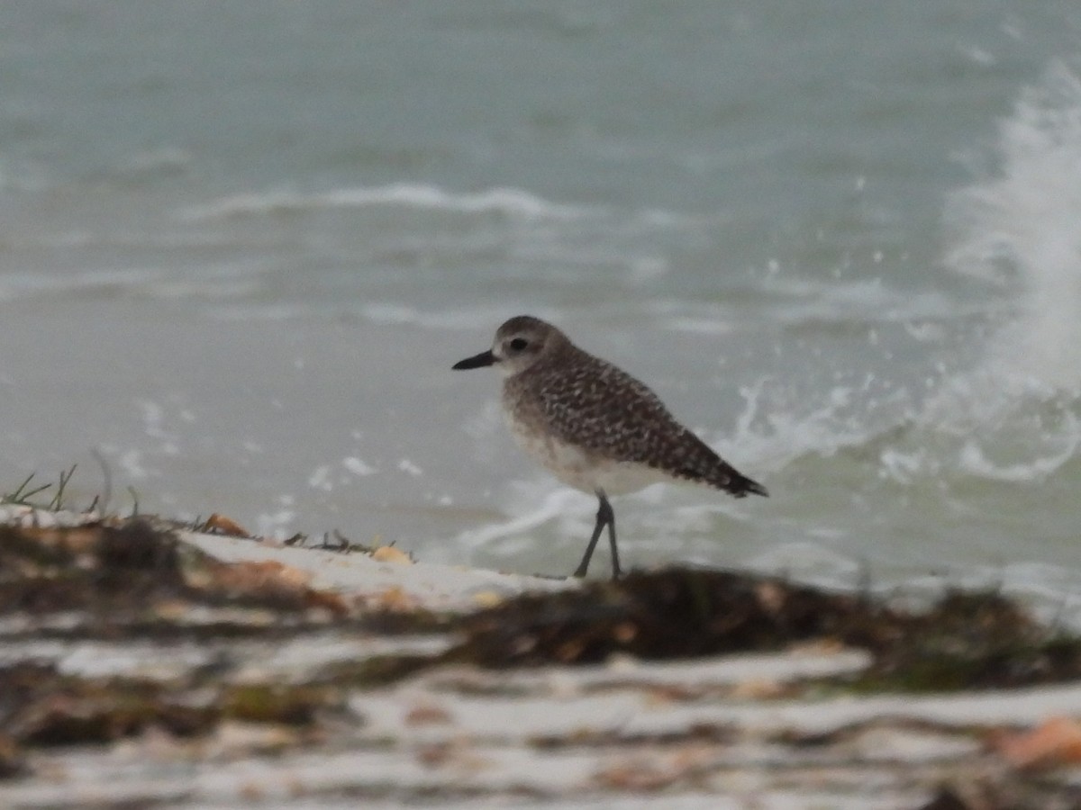 Буурал сүвээ цагаан - ML644423977