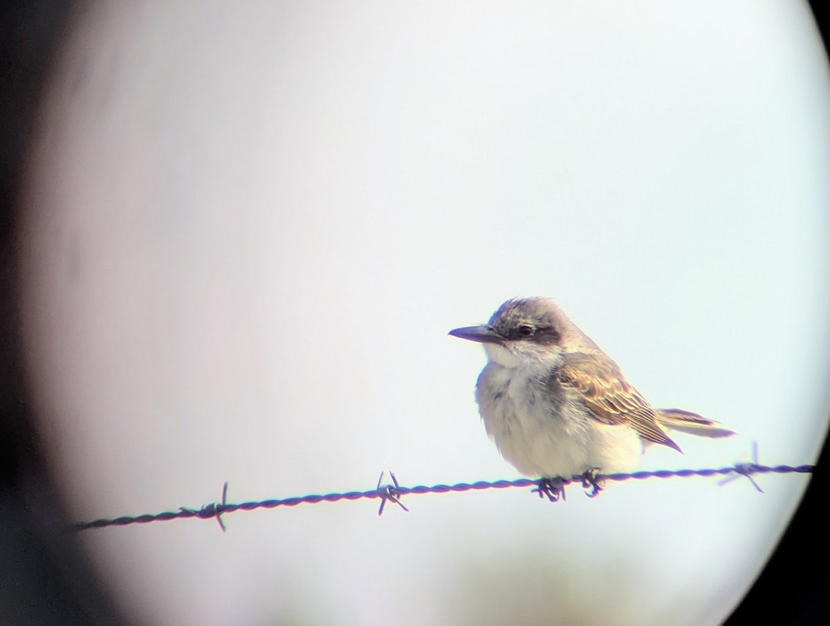 Gray Kingbird - ML644423979