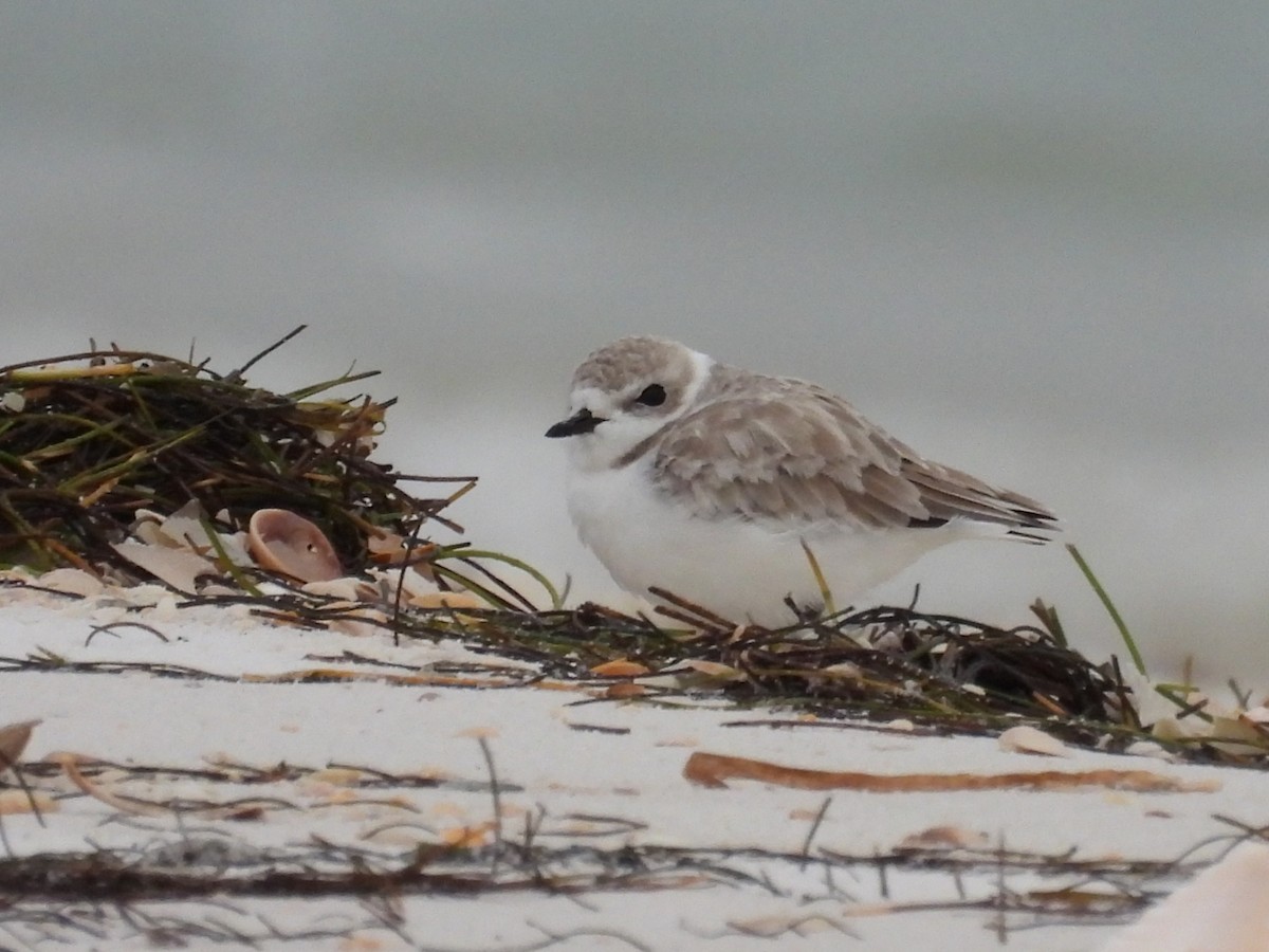 Snowy Plover - ML644423980
