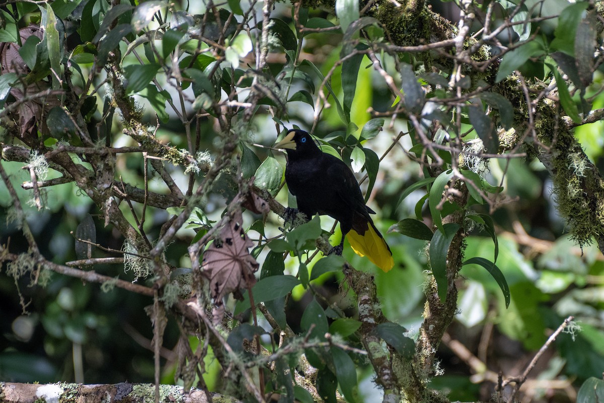 カンムリオオツリスドリ - ML644423981