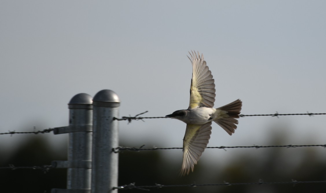 Gray Kingbird - ML644423994