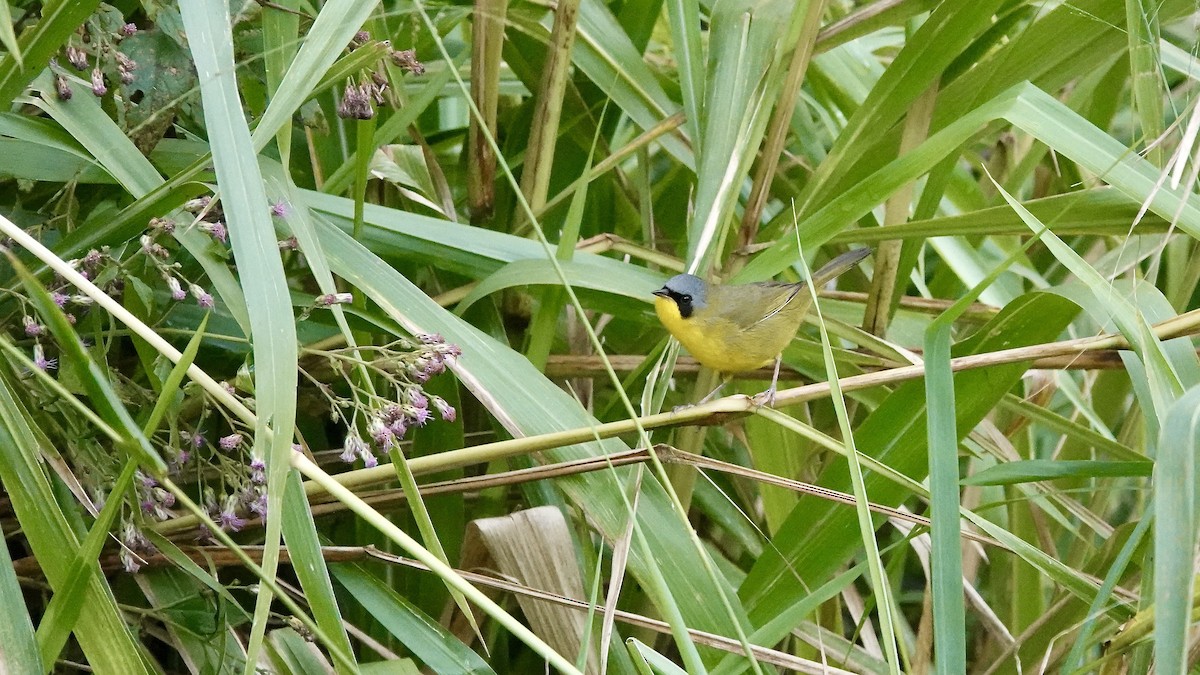 Southern Yellowthroat - ML644423996