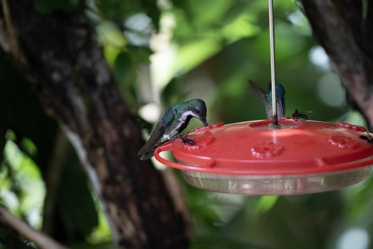 Black-throated Mango - ML644424002