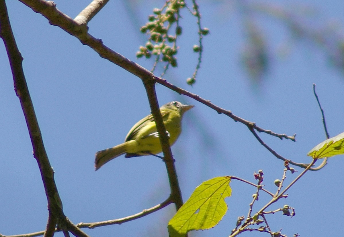 Yellow-olive Flatbill - ML64442401