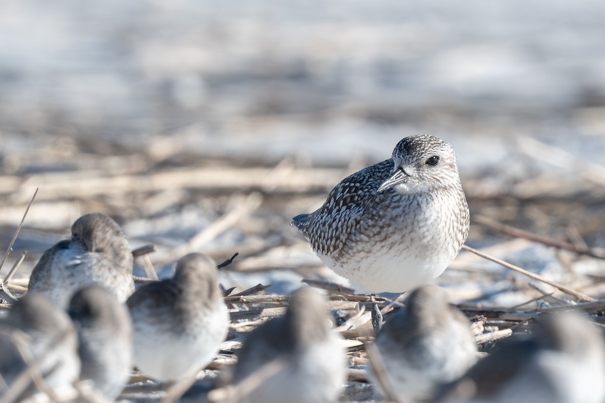 Буурал сүвээ цагаан - ML644424028