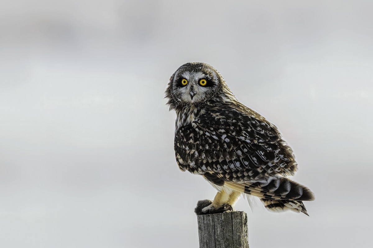 Short-eared Owl - ML644424044