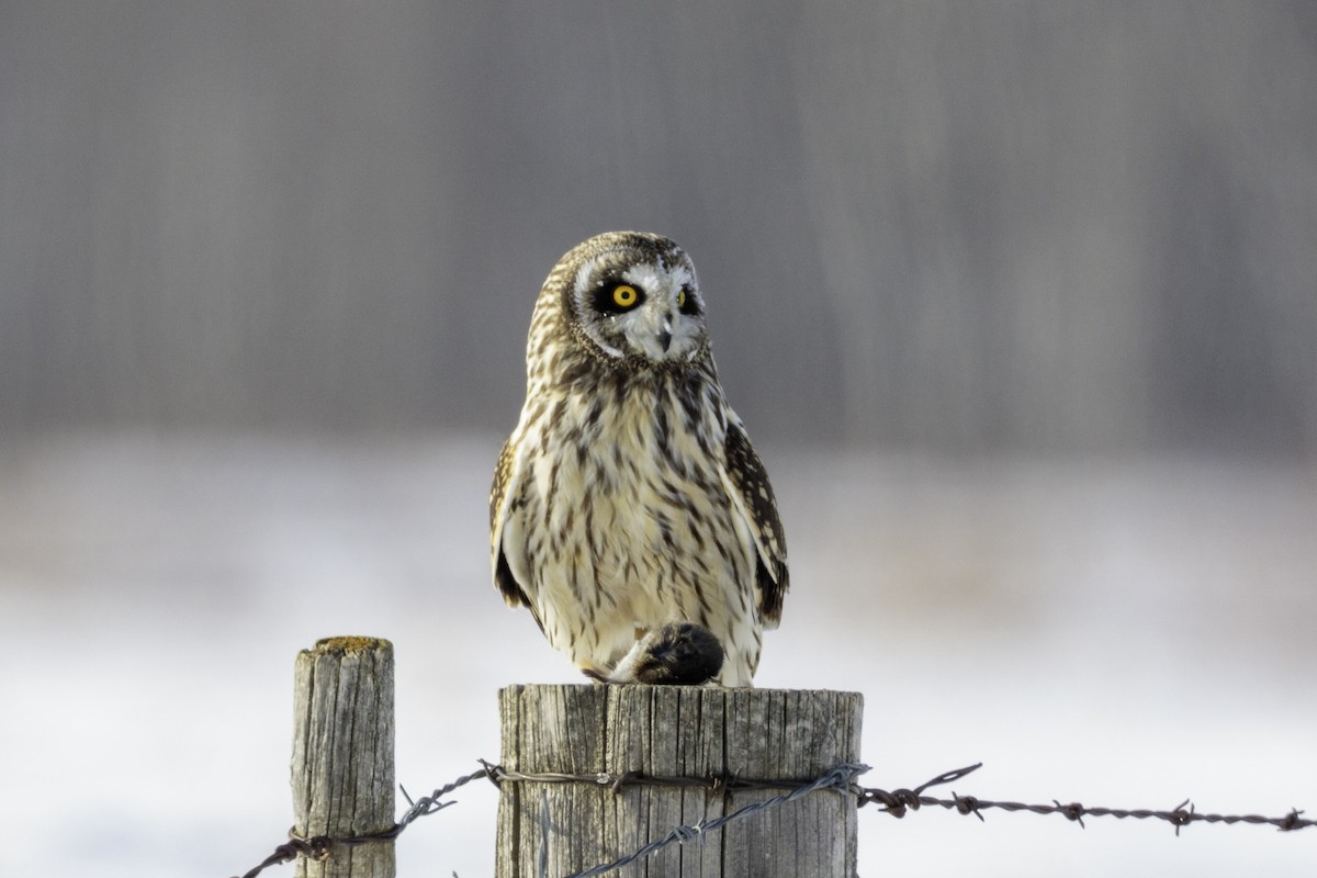 Short-eared Owl - ML644424045
