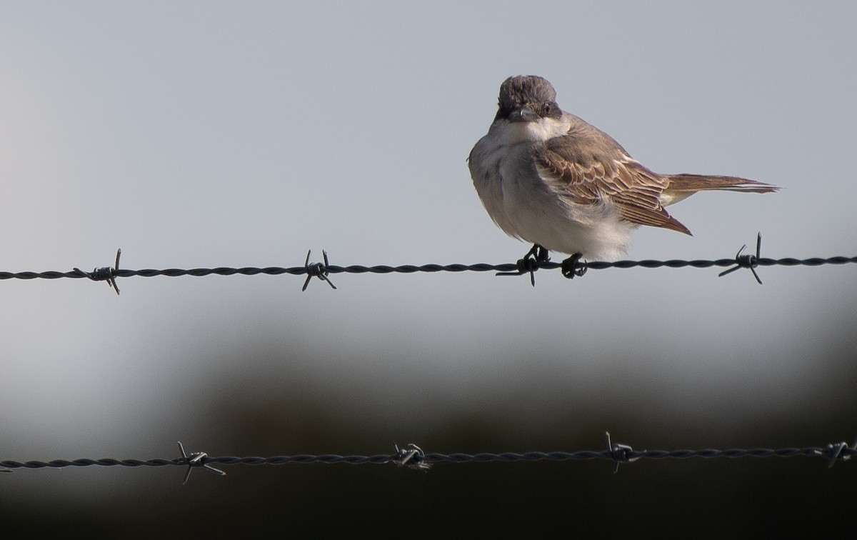 Gray Kingbird - ML644424088