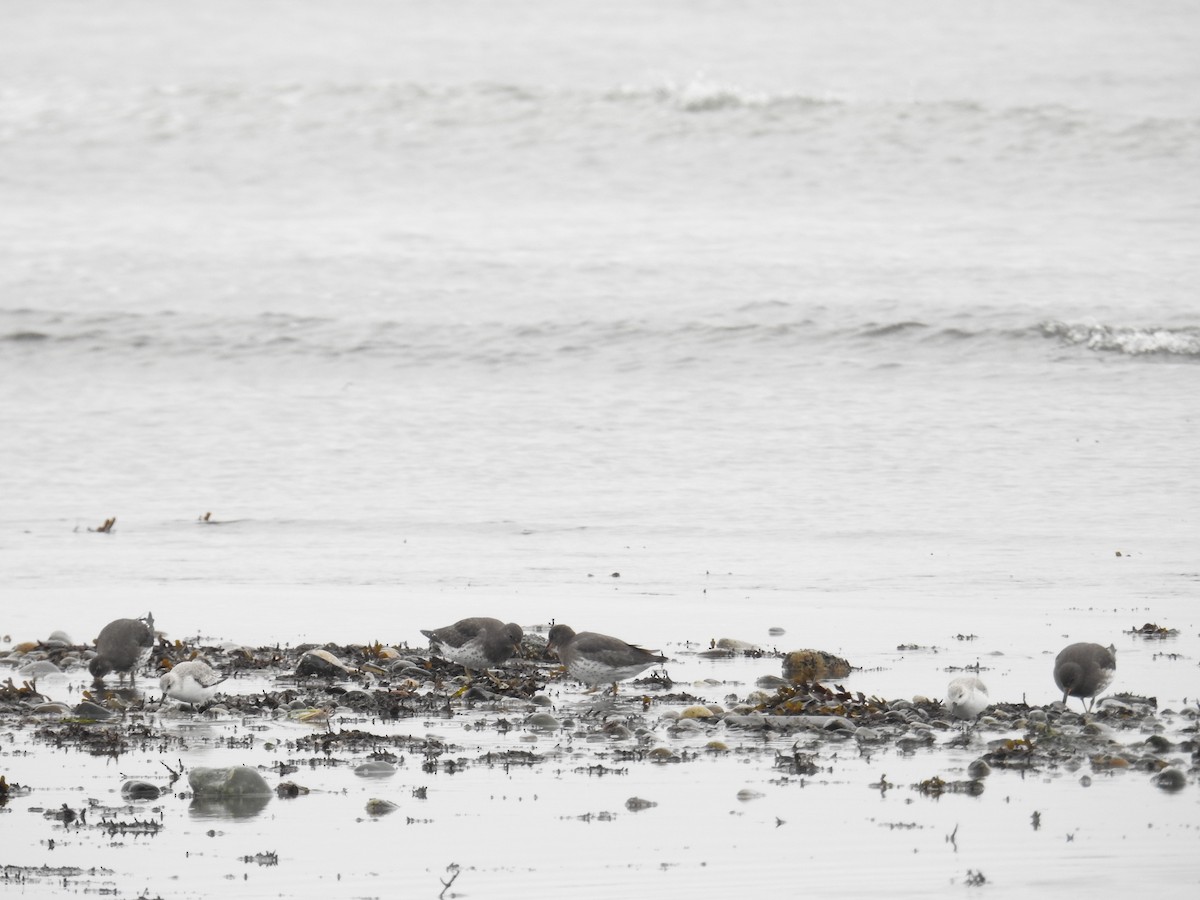 アライソシギ - ML644424105