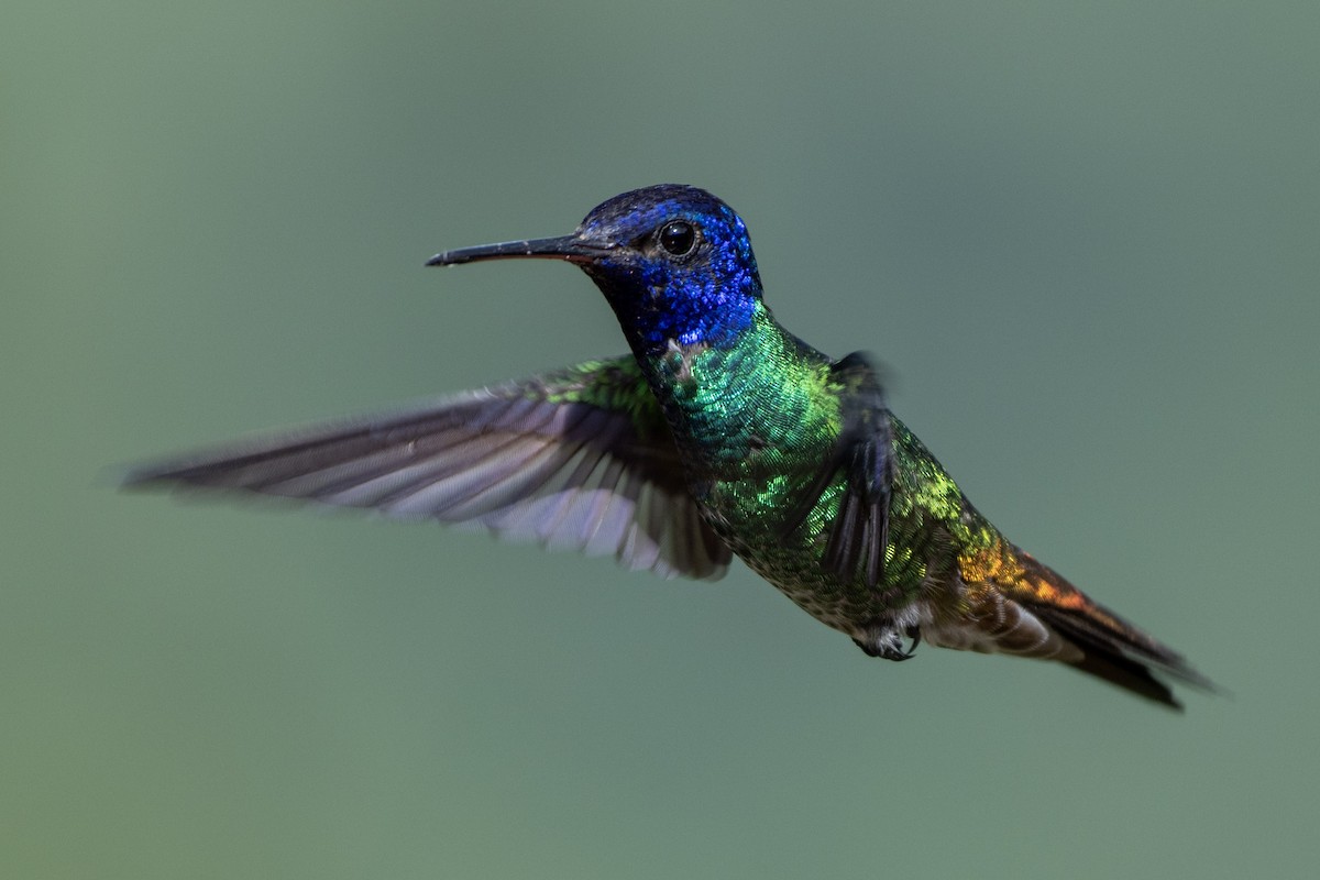 Golden-tailed Sapphire - ML644424107