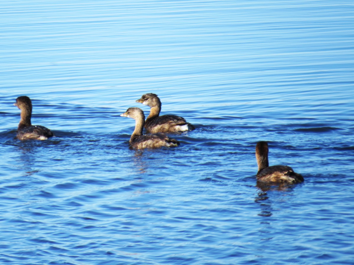 Pied-billed Grebe - ML644424116