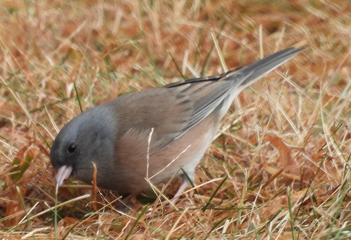Dark-eyed Junco (Pink-sided) - ML644424118