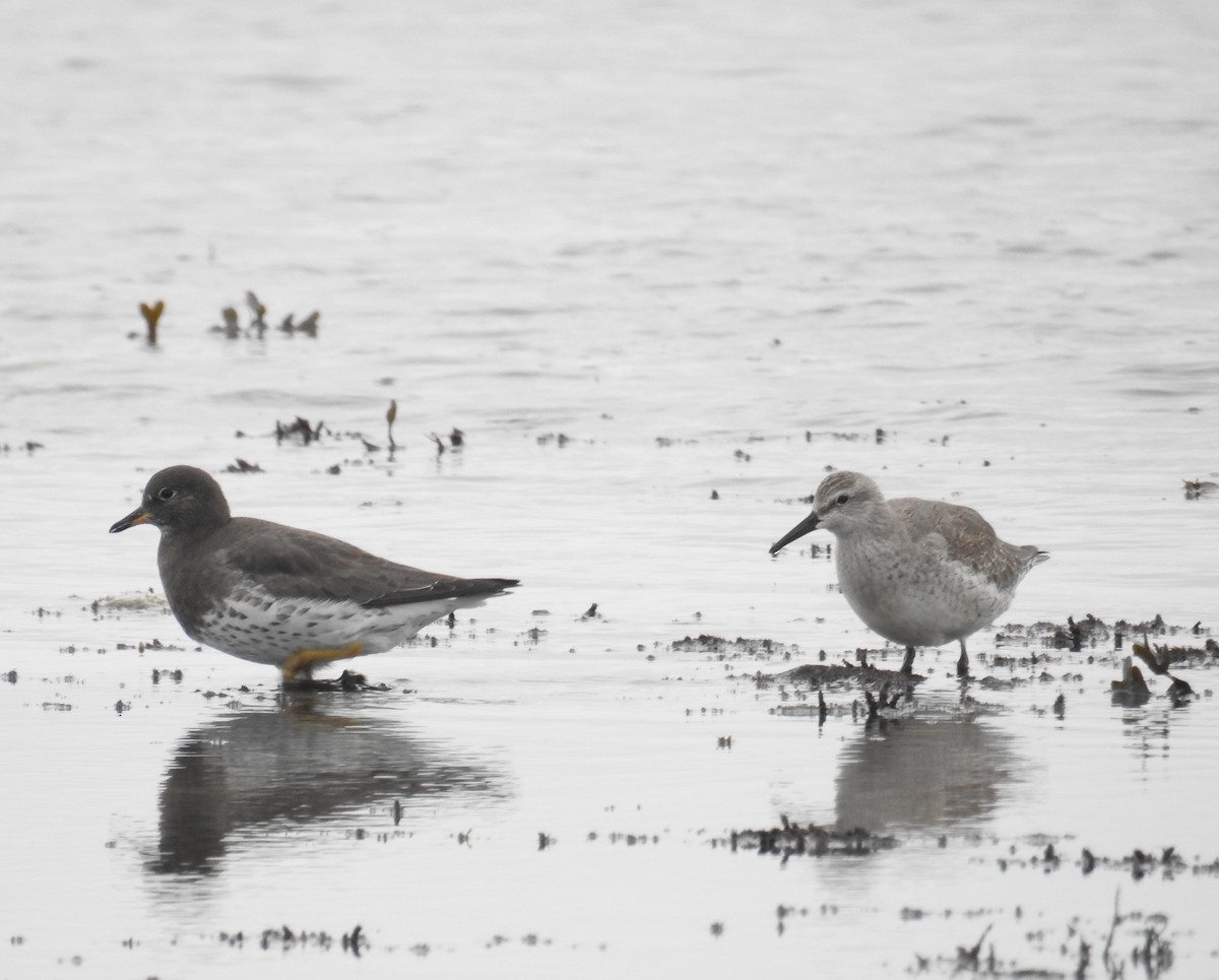 Bécasseau maubèche - ML644424119