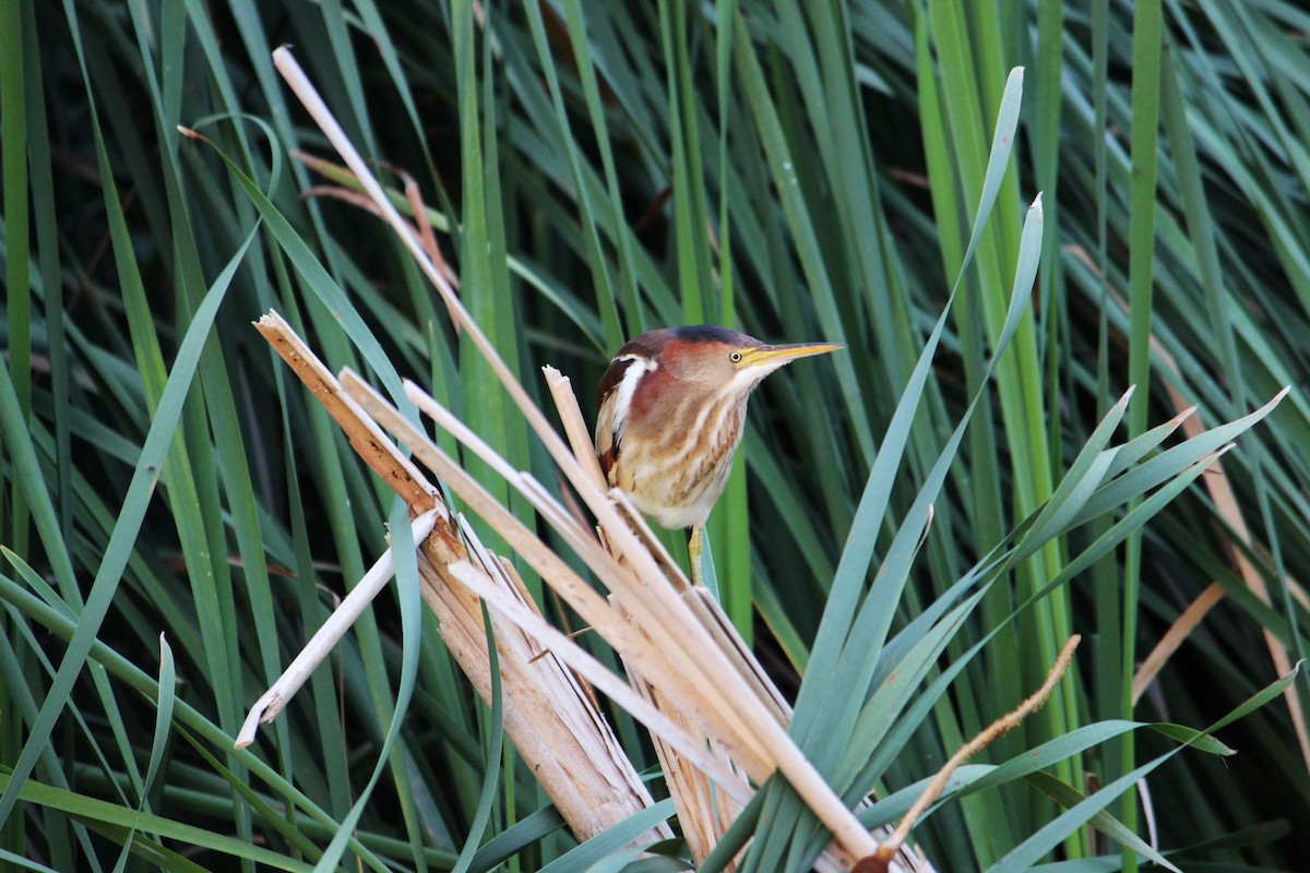 Petit Blongios - ML644424131